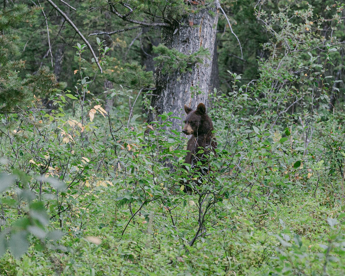 Bear Cub in the Wild at Grand Teton National Park