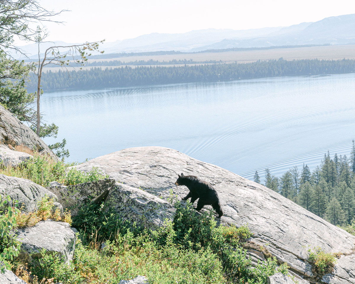 Wild Black Bear in Grand Teton National Park at Inspiration Point